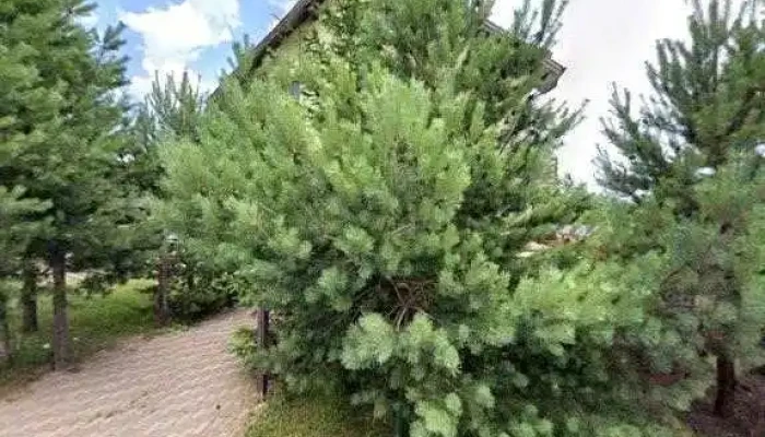 Pensiunea Pui De Urs -  Street View Si 360deg - Ciocanu