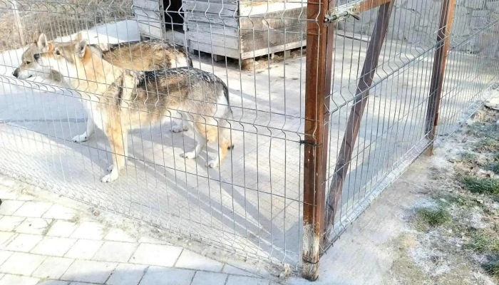 Pensiunea Trecatoarea Lupilor Cele Mai Recente - Burda