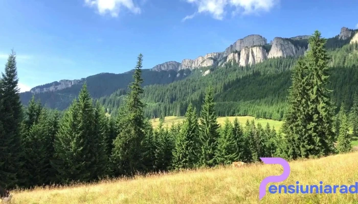 Poiana Stanile Videoclipuri - Romania
