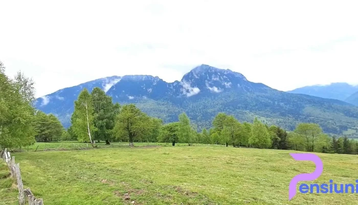 Poiana Viselor -  Cele Mai Recente - Poiana Mărului
