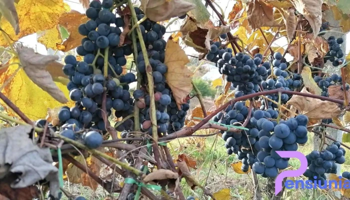 Popesti Aproape De Mine - Popești