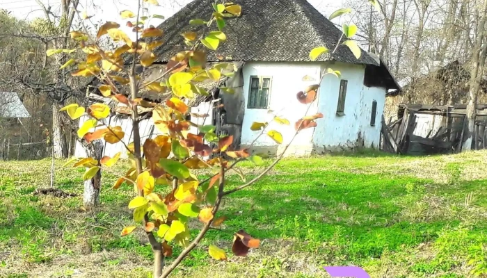 Posestii Ungureni Scor - Poseștii Ungureni