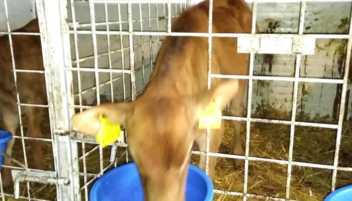 Prajeni Cum Să Ajungi Acolo - Prăjeni