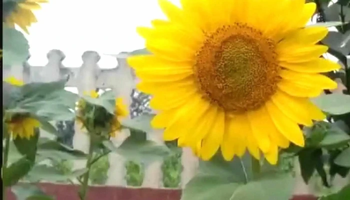 Primaria Letcani Recenzii - Lețcani