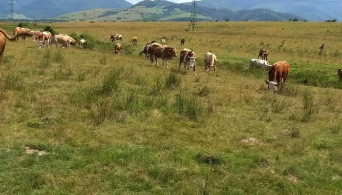 Pui -  Zonă - Pui