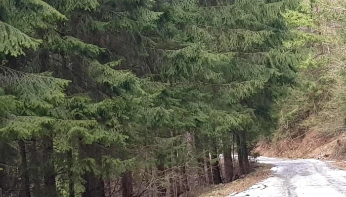 Racatau Adresă - Măguri-răcătău