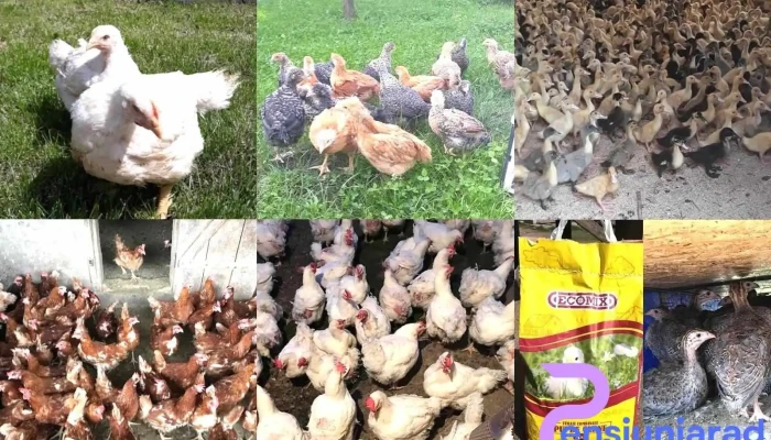 Raucesti Pui Gaini -  Gaina - Răucești