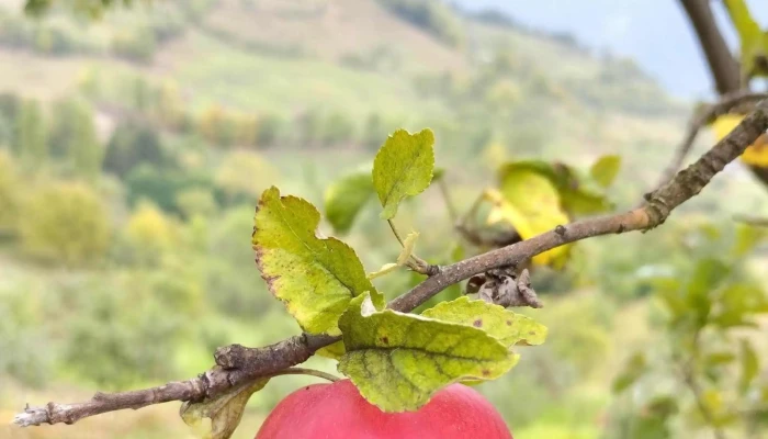 Sangeorz Bai -    Statiune   Cazare   Atractii Turistice Unde - Sângeorz-băi