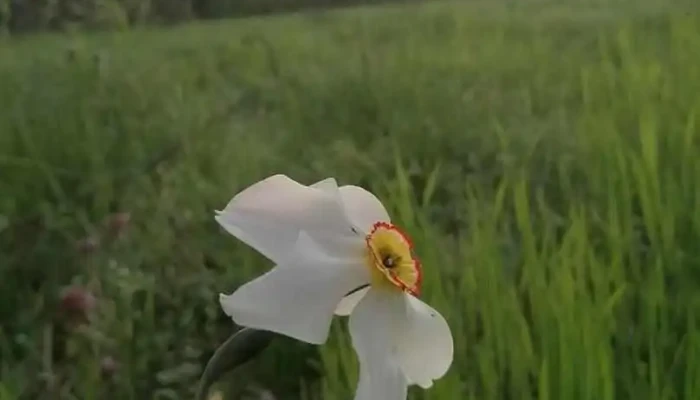 Scorțeni - Scorțeni