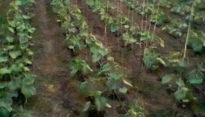 Slăveni - Slăveni