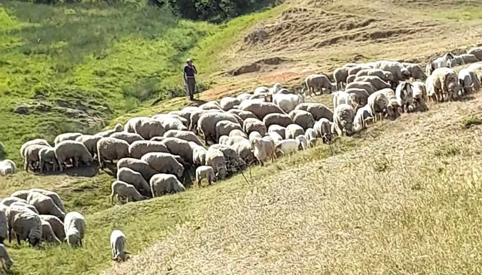Smulti Unde - Smulți