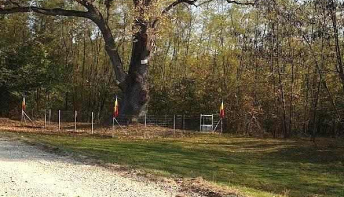 Stejarul de la Cocorăștii Mislii - Dc133
