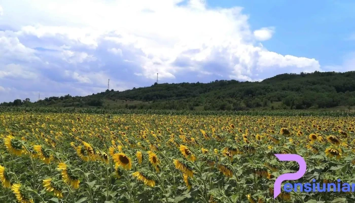 Susani Fotografii - Șușani