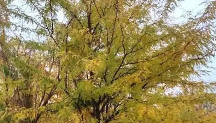 Sălciile - Sălciile