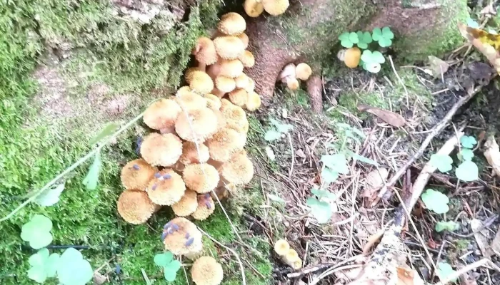 Tolici -  Zonă - Tolici