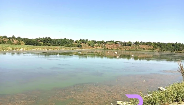 Ulmeni -  Scor - Ulmeni
