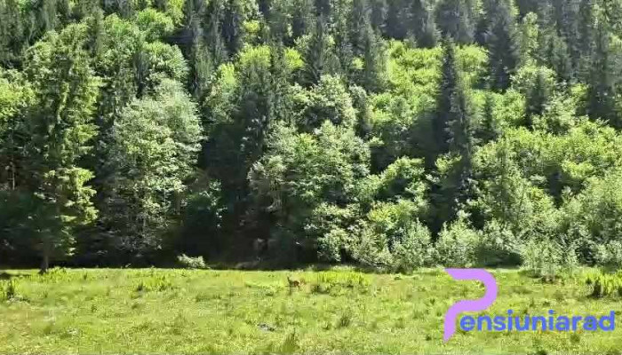 Valea Bistritei De La Vizitatori - Broșteni