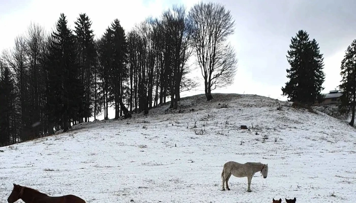 Valea Cu Brazi -  Unde - Dâmbovicioara