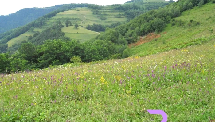 Valea Lui Dan -  Locație - Valea Lui Dan