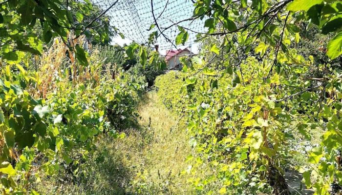 Vanatorii Mari Site Web - Vânătorii Mari