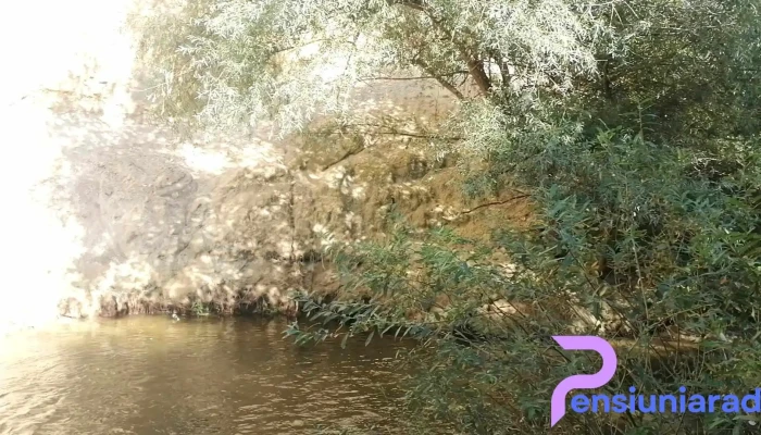 Vinerea - Vinerea